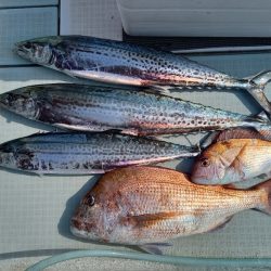 アマテラス 釣果