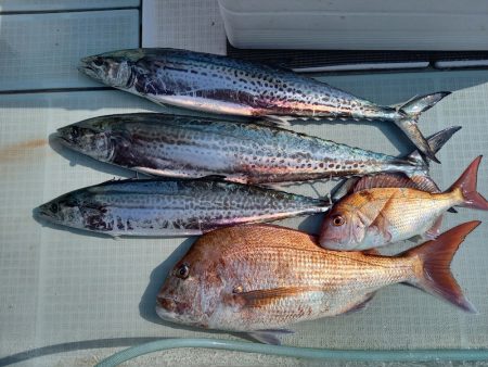 アマテラス 釣果