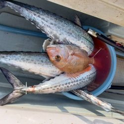 アマテラス 釣果