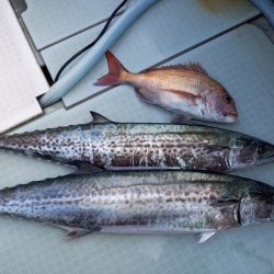 アマテラス 釣果