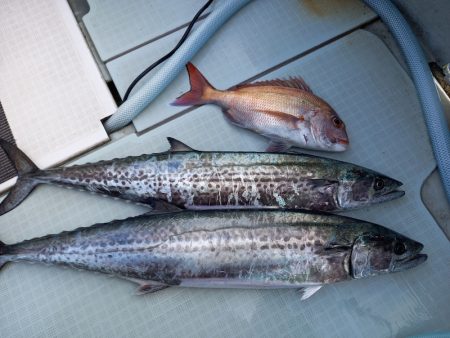 アマテラス 釣果