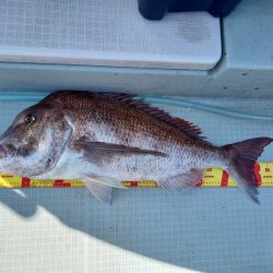 アマテラス 釣果