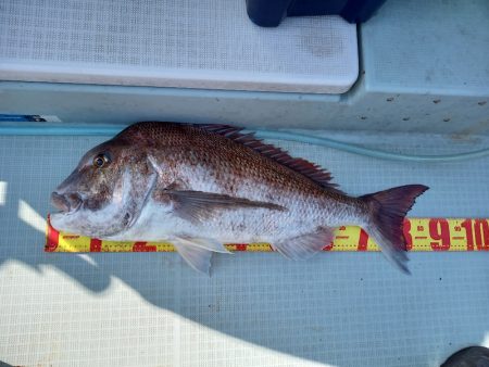 アマテラス 釣果