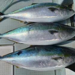 アマテラス 釣果