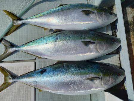 アマテラス 釣果