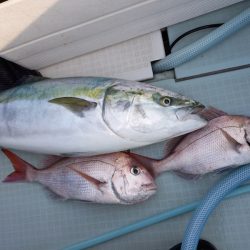 アマテラス 釣果