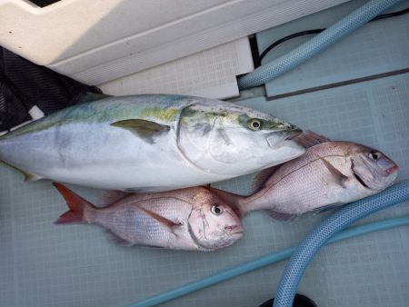 アマテラス 釣果