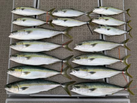 SeaRide(シーライド) 釣果