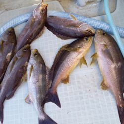 アマテラス 釣果