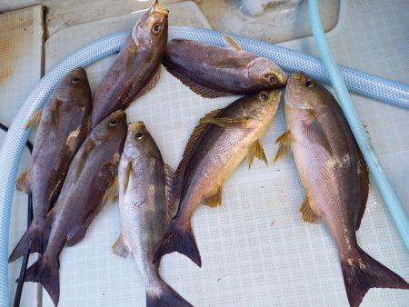 アマテラス 釣果