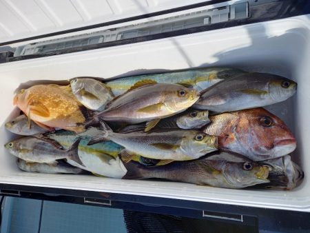 アマテラス 釣果