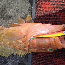 光生丸 釣果