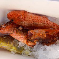 第二龍勢丸 釣果