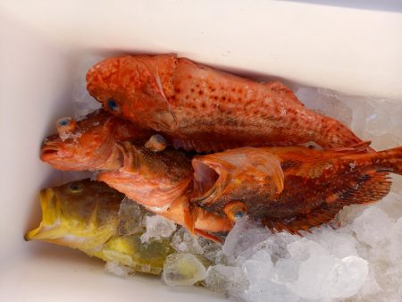 第二龍勢丸 釣果