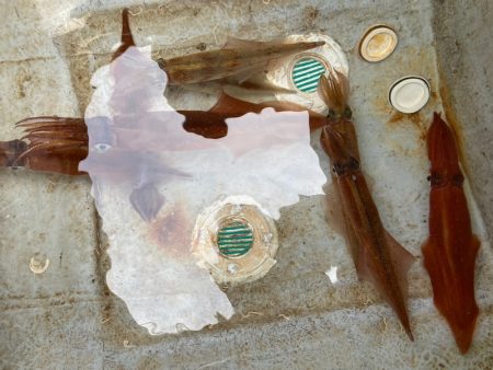 「LaGooN」蒼陽丸 日和号　 釣果