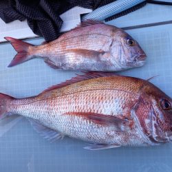 アマテラス 釣果