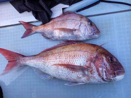 アマテラス 釣果