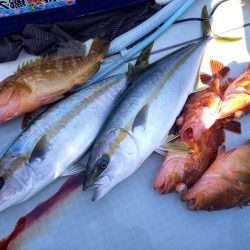 アマテラス 釣果