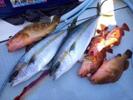 アマテラス 釣果