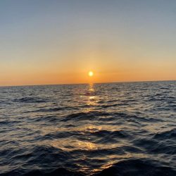 「LaGooN」蒼陽丸 日和号 釣果