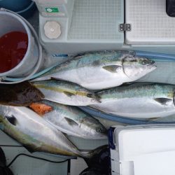 アマテラス 釣果