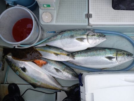 アマテラス 釣果