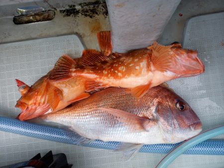 アマテラス 釣果