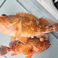 アマテラス 釣果