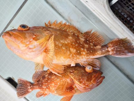 アマテラス 釣果