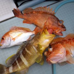 アマテラス 釣果