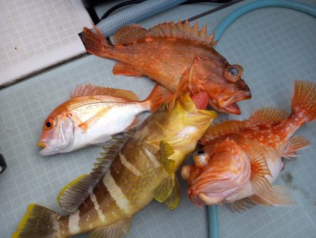 アマテラス 釣果