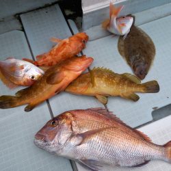 アマテラス 釣果