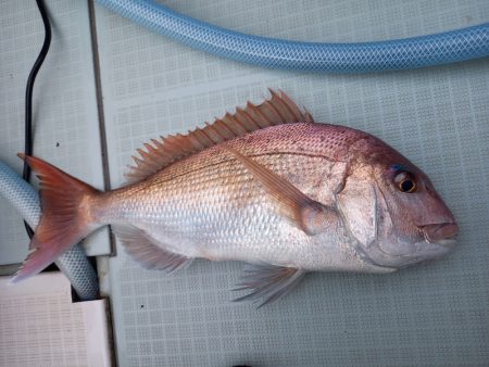 アマテラス 釣果