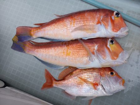 アマテラス 釣果