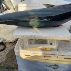 第二龍勢丸 釣果