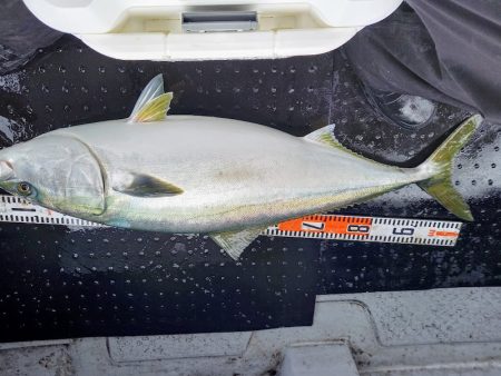 第二龍勢丸 釣果