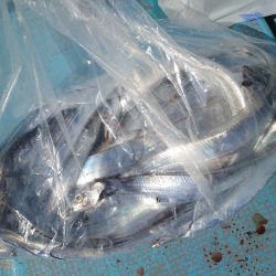 シースナイパー海龍 釣果