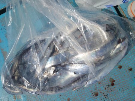 シースナイパー海龍 釣果