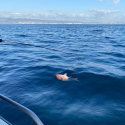 龍神丸（鹿児島） 釣果