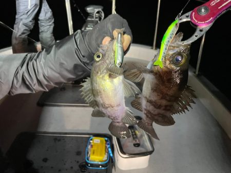 Chase(チェイス) 釣果