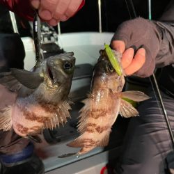 Chase(チェイス) 釣果