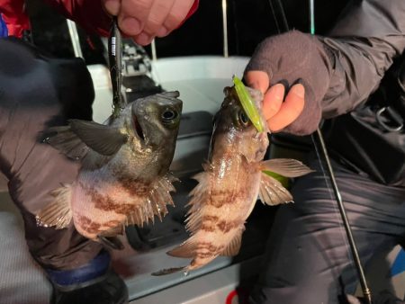 Chase(チェイス) 釣果