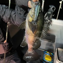 Chase(チェイス) 釣果