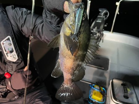 Chase(チェイス) 釣果