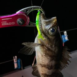 Chase(チェイス) 釣果