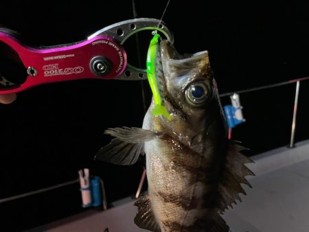 Chase(チェイス) 釣果