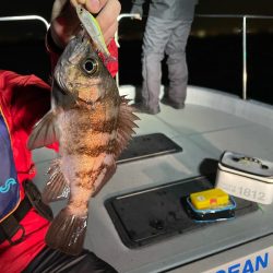 Chase(チェイス) 釣果