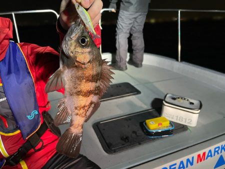 Chase(チェイス) 釣果