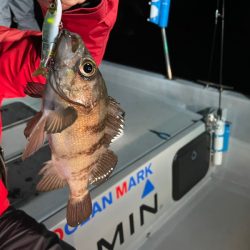 Chase(チェイス) 釣果