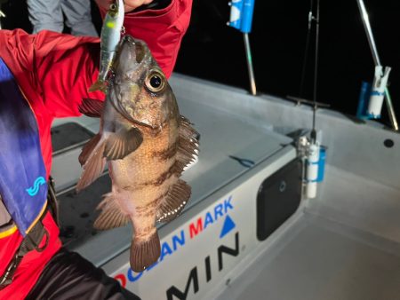 Chase(チェイス) 釣果